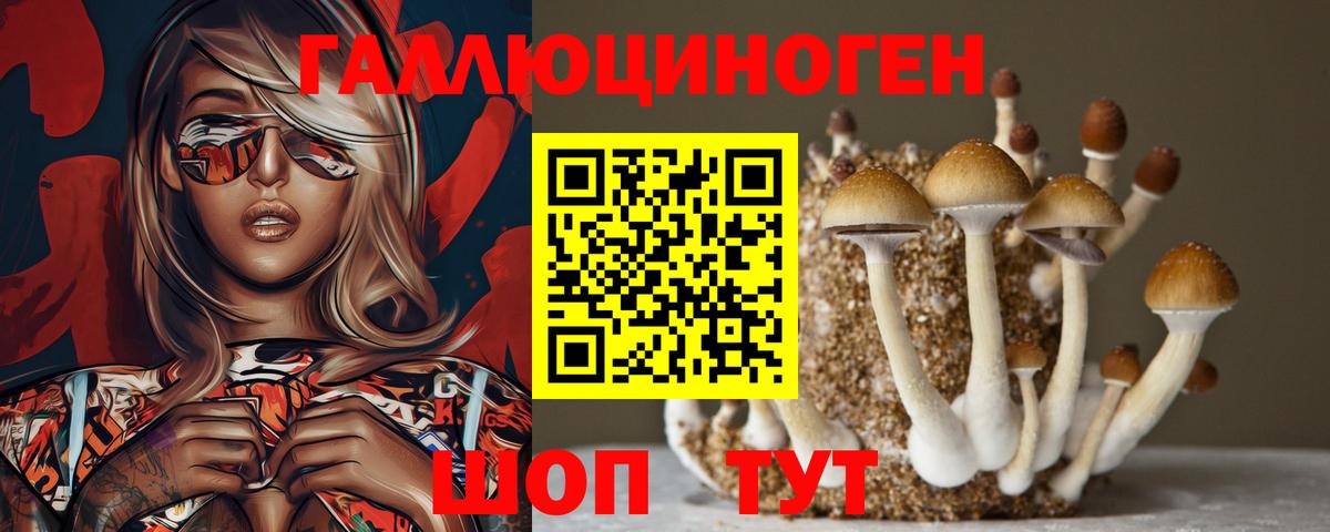 Псилоцибиновые грибы Psilocybine cubensis Камень-на-Оби